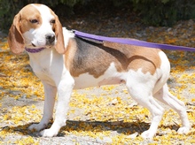 MAYLI, Hund, Beagle X in Zypern - Bild 7