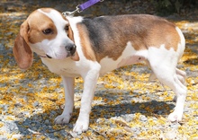 MAYLI, Hund, Beagle X in Zypern - Bild 8