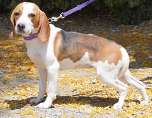 MAYLI, Hund, Beagle X in Zypern - Bild 9