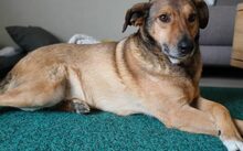 MACKENZIE, Hund, Mischlingshund in Schauenburg
