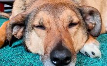 MACKENZIE, Hund, Mischlingshund in Schauenburg - Bild 2