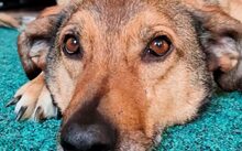 MACKENZIE, Hund, Mischlingshund in Schauenburg - Bild 3