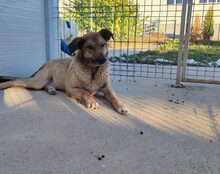 MACKENZIE, Hund, Mischlingshund in Schauenburg - Bild 4