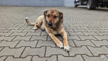MACKENZIE, Hund, Mischlingshund in Schauenburg - Bild 5