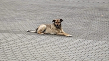 MACKENZIE, Hund, Mischlingshund in Schauenburg - Bild 6