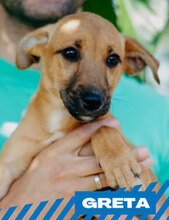 GRETA, Hund, Mischlingshund in Bulgarien