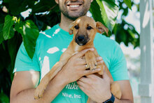GRETA, Hund, Mischlingshund in Bulgarien - Bild 2