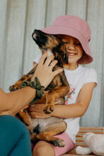 MOON, Hund, Mischlingshund in Bulgarien - Bild 2