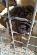 MOON, Hund, Mischlingshund in Bulgarien - Bild 3