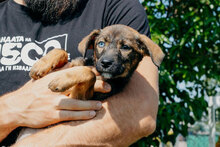 MOON, Hund, Mischlingshund in Bulgarien - Bild 4