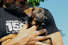 MOON, Hund, Mischlingshund in Bulgarien - Bild 5