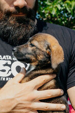 MOON, Hund, Mischlingshund in Bulgarien - Bild 6