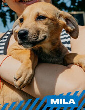 MILA, Hund, Mischlingshund in Bulgarien