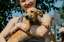 MILA, Hund, Mischlingshund in Bulgarien - Bild 2