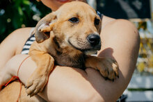 MILA, Hund, Mischlingshund in Bulgarien - Bild 4