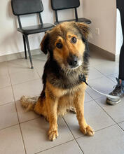 BOWDIE, Hund, Mischlingshund in Portugal