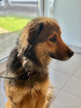 BOWDIE, Hund, Mischlingshund in Portugal - Bild 3