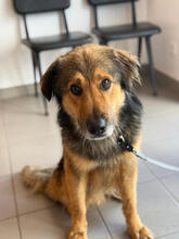 BOWDIE, Hund, Mischlingshund in Portugal - Bild 4
