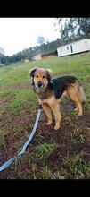 BOWDIE, Hund, Mischlingshund in Portugal - Bild 5