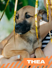 THEA, Hund, Mischlingshund in Bulgarien