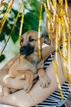 THEA, Hund, Mischlingshund in Bulgarien - Bild 5