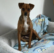 FINNICK, Hund, Pinscher-Mix in Eschweiler
