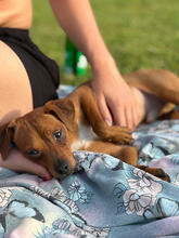FINNICK, Hund, Pinscher-Mix in Eschweiler - Bild 2