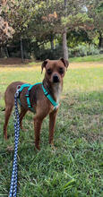 FINNICK, Hund, Pinscher-Mix in Eschweiler - Bild 3