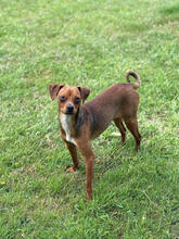 FINNICK, Hund, Pinscher-Mix in Eschweiler - Bild 4