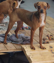FINNICK, Hund, Pinscher-Mix in Eschweiler - Bild 5