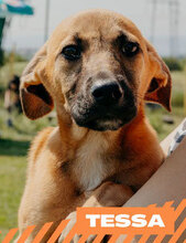 TESSA, Hund, Mischlingshund in Bulgarien