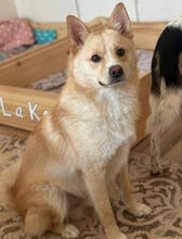 DANI, Hund, Norwegischer Spitz in Mülheim