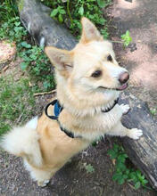 DANI, Hund, Norwegischer Spitz in Mülheim - Bild 3