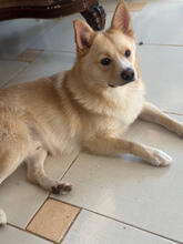 DANI, Hund, Norwegischer Spitz in Mülheim - Bild 4