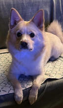 DANI, Hund, Norwegischer Spitz in Mülheim - Bild 5