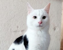 LOKI, Katze, Europäisch Kurzhaar in Plankstadt - Bild 1