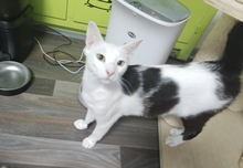 LOKI, Katze, Europäisch Kurzhaar in Plankstadt - Bild 2