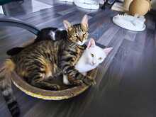 LOKI, Katze, Europäisch Kurzhaar in Plankstadt - Bild 3