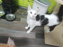 LOKI, Katze, Europäisch Kurzhaar in Plankstadt - Bild 4
