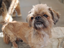 RONNY, Hund, Shih Tzu in Hamburg