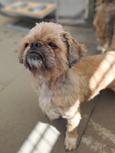 RONNY, Hund, Shih Tzu in Hamburg - Bild 2
