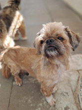 RONNY, Hund, Shih Tzu in Hamburg - Bild 3