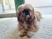 RONNY, Hund, Shih Tzu in Hamburg - Bild 4