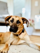 UMAR, Hund, Mischlingshund in Eltville