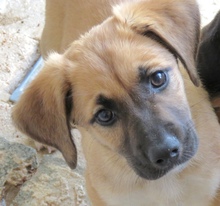 UMAR, Hund, Mischlingshund in Oldenburg - Bild 1