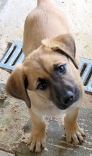 UMAR, Hund, Mischlingshund in Oldenburg - Bild 2
