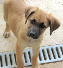 UMAR, Hund, Mischlingshund in Oldenburg - Bild 3