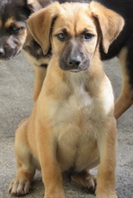 UMAR, Hund, Mischlingshund in Oldenburg - Bild 4