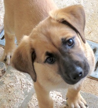 UMAR, Hund, Mischlingshund in Oldenburg - Bild 5