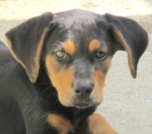 UDO, Hund, Mischlingshund in Oldenburg - Bild 1